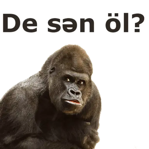 Heyvanlar
