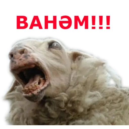 Qurban Bayramı 2 — sticker 2