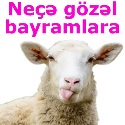 Qurban Bayramı 2